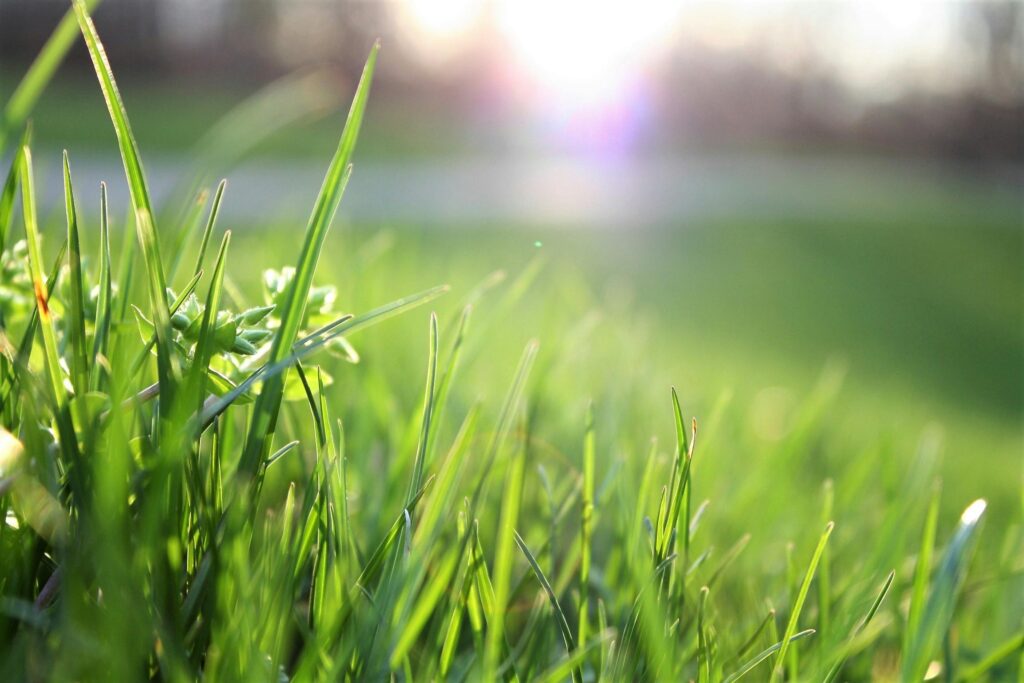 Eco-Friendly Lawn Care: Sustainable Practices for Maryland Homeowners